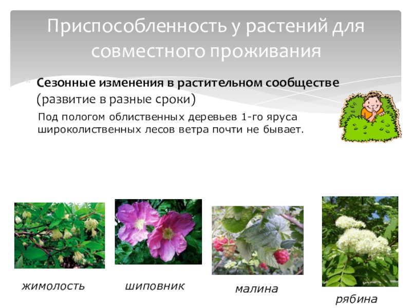 Сезонные изменения в жизни растений таблица. Сезонные изменения в растительном сообществе. Сезонные изменения растений. Взаимосвязи в растительном сообществе. Растительное сообщество растений.