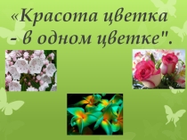 Красота цветка - в одном цветке