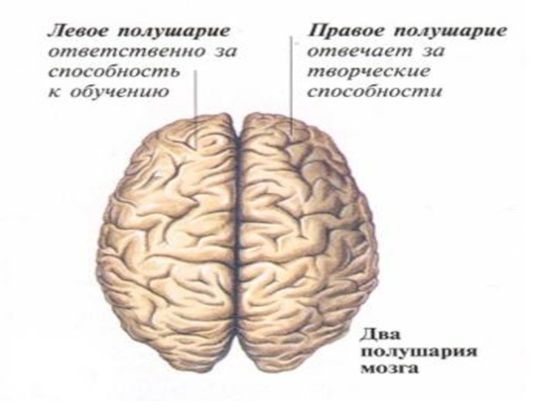 Между левым и правым полушарием. Асимметрия больших полушарий. Функциональная асимметрия мозга. Асимметрия больших полушарий головного мозга. Функциональная асимметрия полушарий головного мозга.