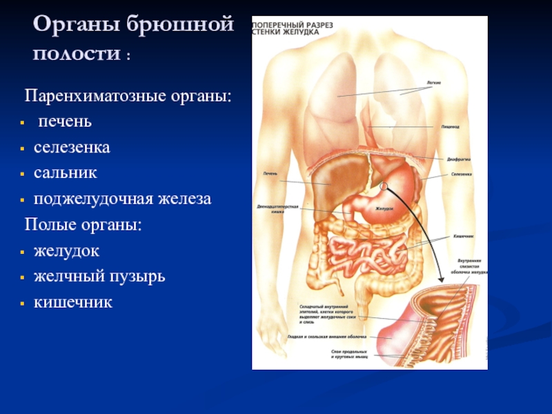 Какие органы расположены в нижней полости. Основными органами брюшной полости являются. Строение организма брюшной полости. Строение внутренних органов человека брюшная полость. Органы брюшной полости сбоку.