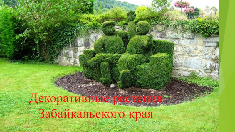 Презентация Декоративные растения Забайкальского края