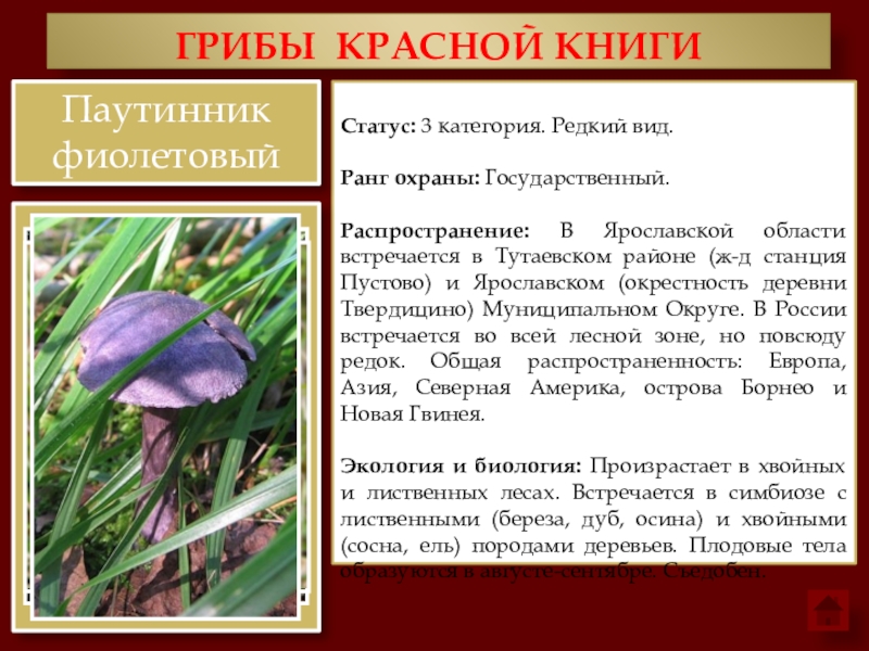 Красная книга ленинградской области грибы с картинками