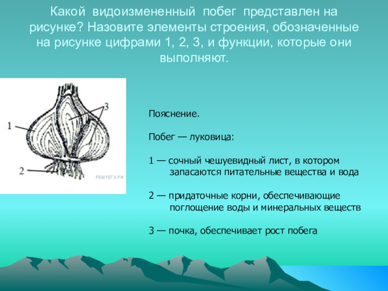 Назовите плод разрез которого изображен на рисунке какие элементы строения обозначены на рисунке