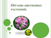Презентация Органы цветковых растений