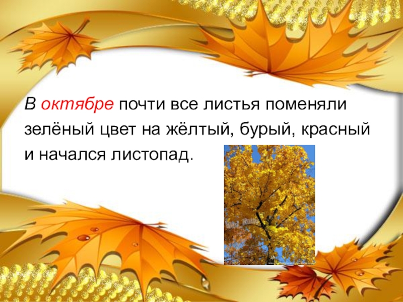 Начался листопад. Когда начинается листопад. Презентация на тему почему осенью листья меняют окраску. Почему осенью листья изменяют окраску на красную желтую.