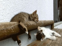 Презентация по казахскому языку на тему Менің мысығым ақ (2 сынып)