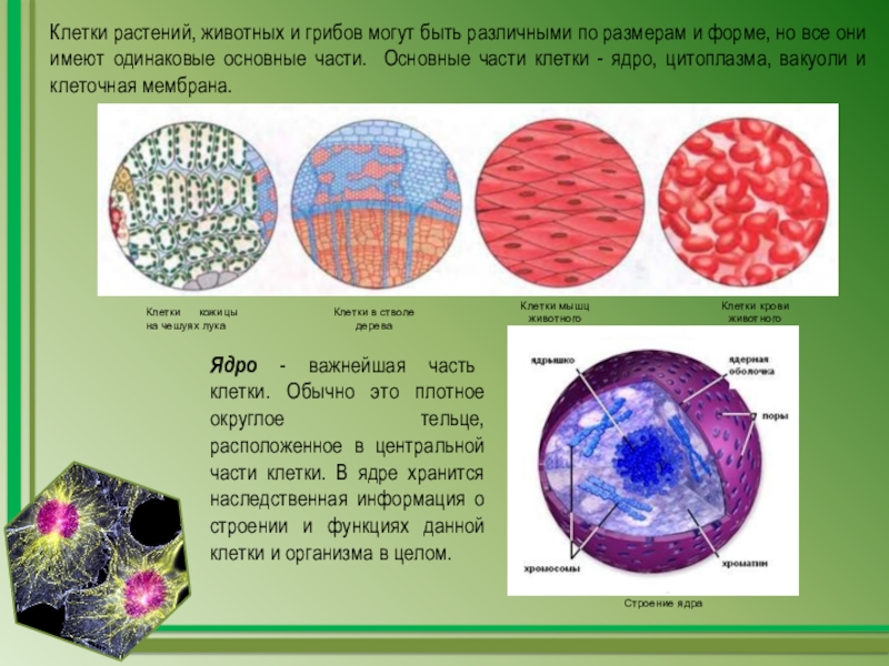 Клетки организмов 5 класс биология. Клетки мышц животного. Мышечные клетки животных. Мышечная клетка животного строение. Клетки живых организмов кожицы на чешуях лука.