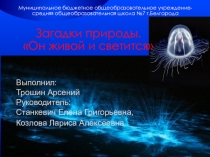 Исследовательская работа на тему Загадки природы. Он живой и светится