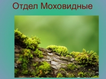 Презентация по биологии Отдел Моховидные