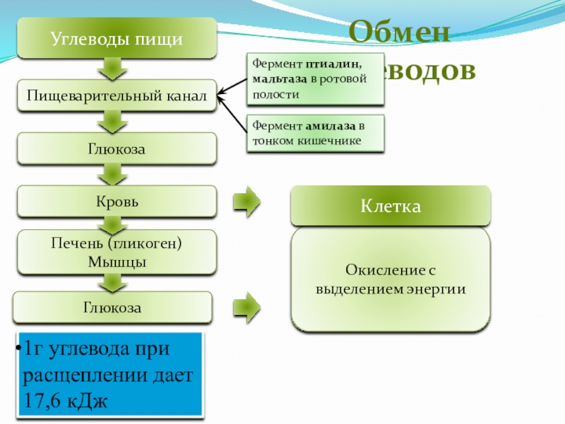 Обмен жиров схема 8 класс