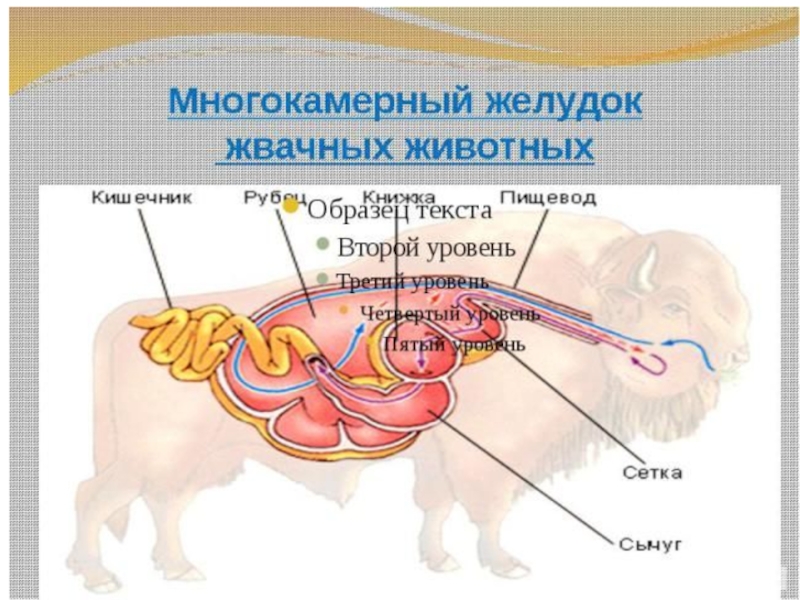 Сложный желудок жвачных. Строение многокамерного желудка жвачных. Строение пищеварительной системы жвачных животных. Пищеварительная система парнокопытных жвачных животных. Пищеварительная система жвачных млекопитающих схема.