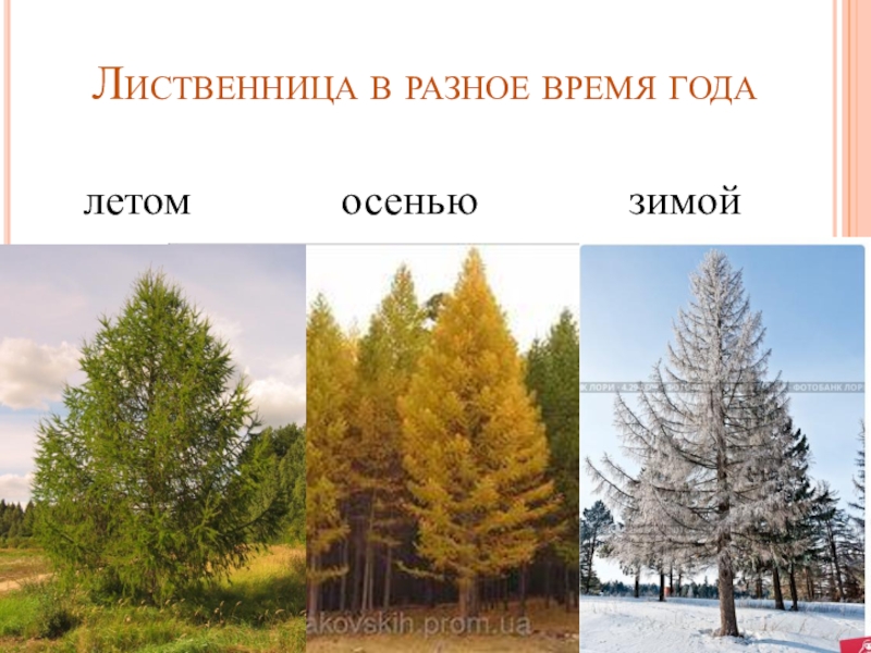 Лиственница зимой и летом. Лиственница европейская и Сибирская. Лиственница в разные времена года. Лиственница в Сибири зимой и летом.