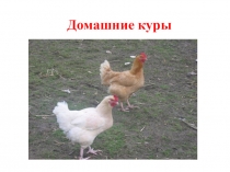 Презентация по сельскохозяйственному труду на тему:Домашние птицы