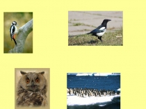 Презентация по биологии Внешнее строение птиц 7 класс