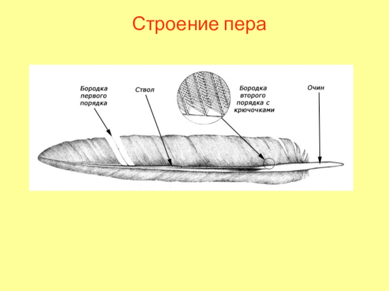 Нарисовать перо птицы 7 класс биология