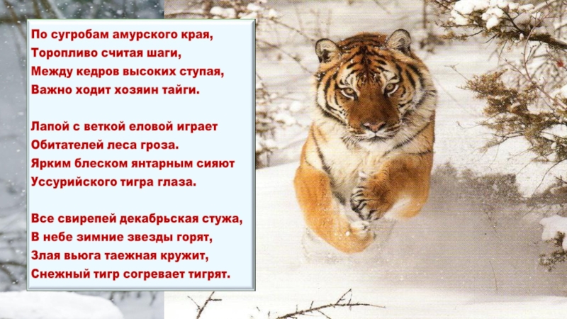 Квест-игра для учащихся 4класса Тигр-символ величия и мощи