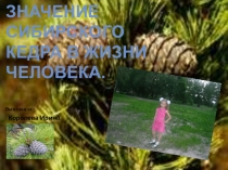 Проект на тему Сибирский кедр