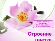Презентация по биологии на тему Строение цветка (6 класс)