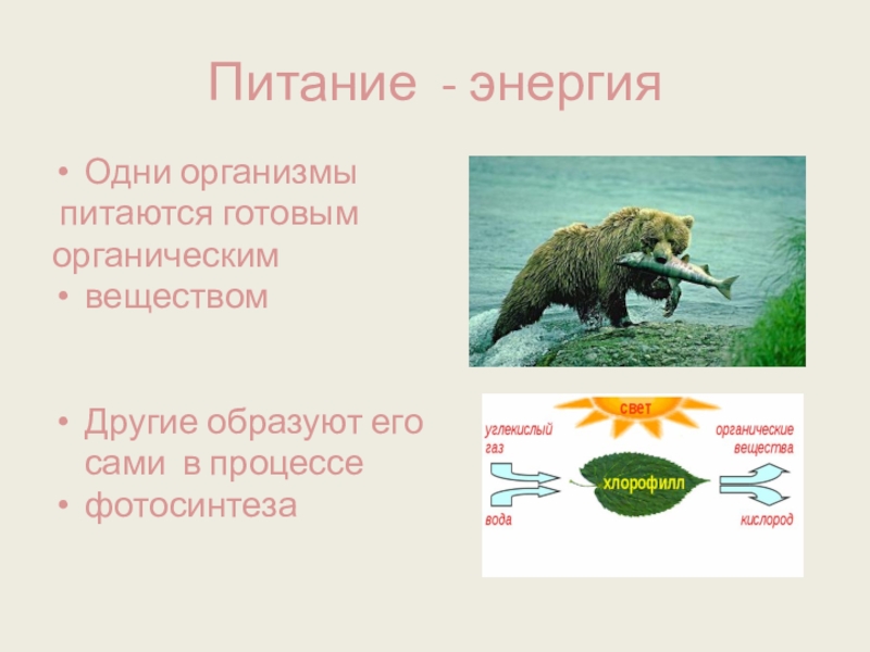 Организм питающийся животными. Питание свойство живых организмов. Питание живых организмов 5 класс. Как питаются животные организмы. Свойства живых организмов 5 питание.