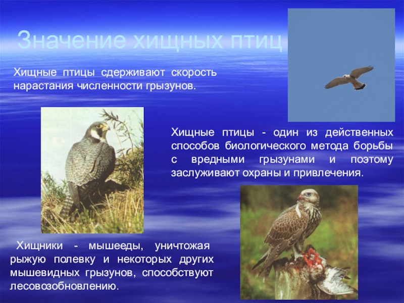 Многообразие и значение птиц в природе