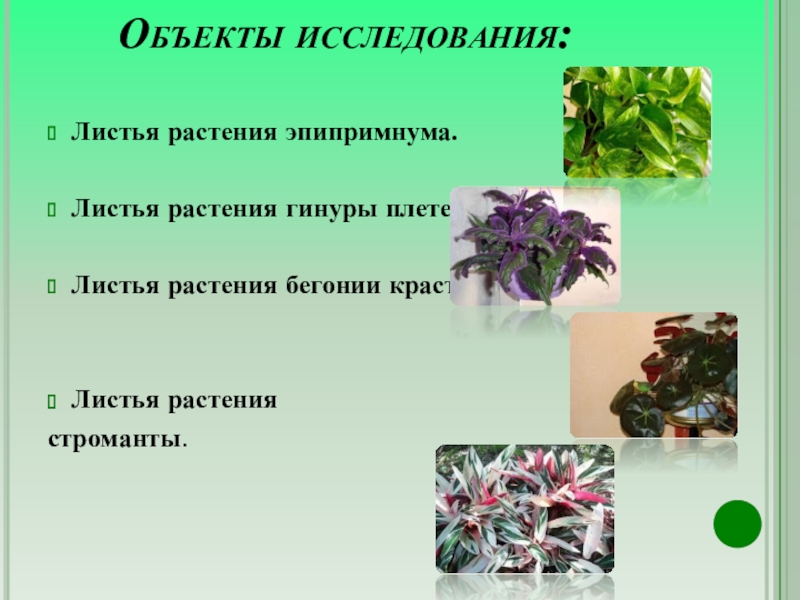 Основные свойства растения