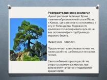 Презентация по биологии Крымская сосна