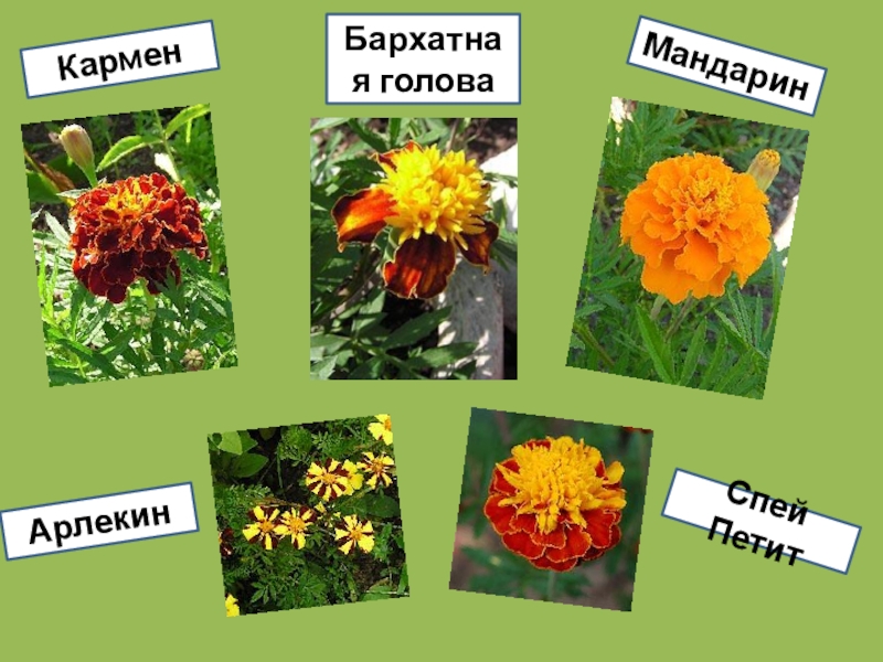 Презентация по внеурочной деятельности Сами садик мы садили (1класс) КарменБархатная головаМандаринАрлекинСпей Петит КарменБархатная головаМандаринАрлекинСпей Петит