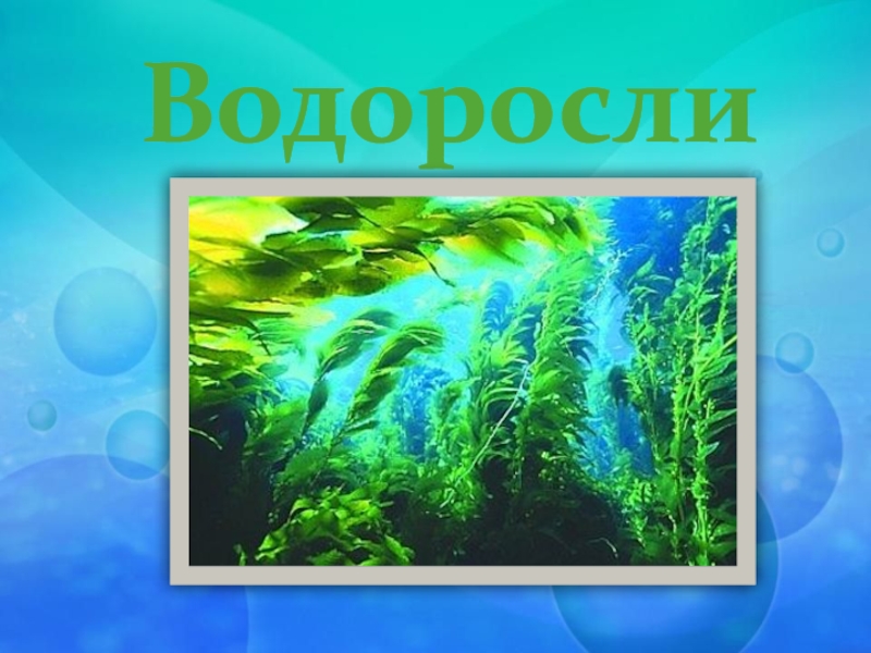 Класс тема водоросли. Фон для презентации по биологии водоросли. Водоросли для POWERPOINT. Водоросли 6 класс биология. Картинки к презентации по биологии на тему водоросли.