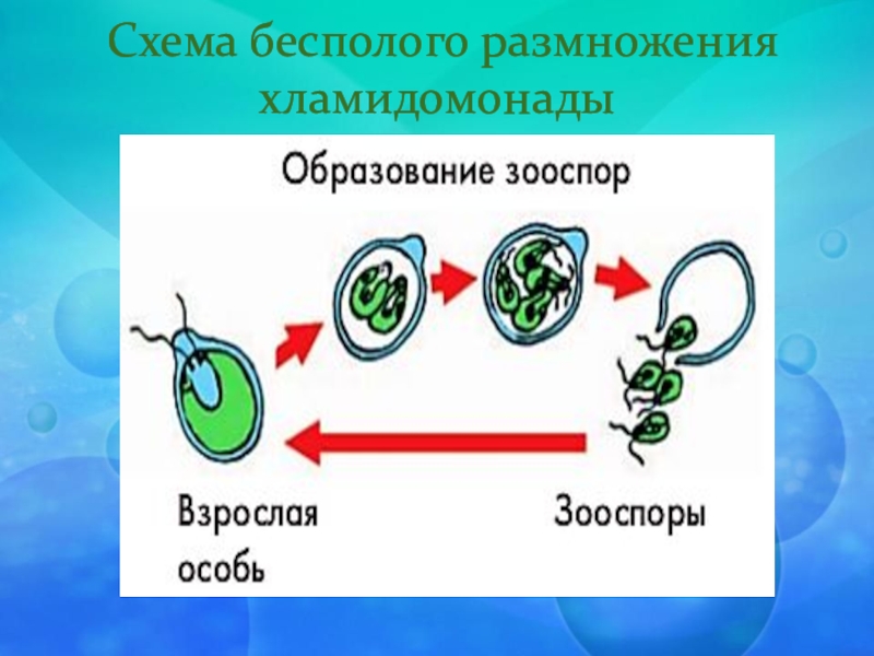 Какие способы размножения хламидомонады изображены на рисунках напишите