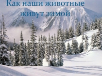 Животные зимой