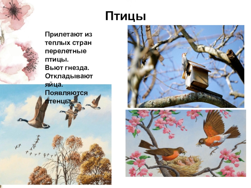 Изменения в жизни птиц весной. Прилетают птицы из теплых стран весной. Перелетные птицы прилетают весной. Весенние птицы прилетели.