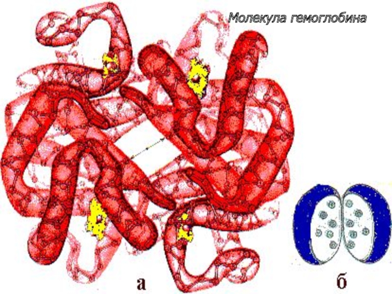 Молекула гемоглобина. Четвертичная структура молекулы гемоглобина. Молекула гемоглобина состоит из. Железо в молекуле гемоглобина.