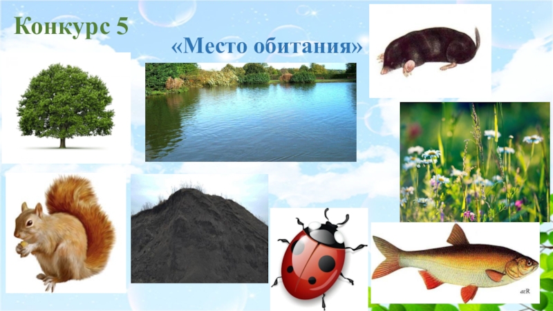 Призентация Мы друзья природы Конкурс 5 «Место обитания» Конкурс 5 «Место обитания»