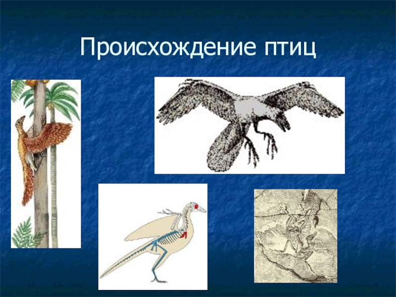 Расцвет млекопитающих появление птиц. Археоптерикс и Эволюция. Происхождение птиц. Происхождение птиц кратко. Птицы произошли от пресмыкающихся.