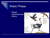 Презентация по биологии на тему Птицы