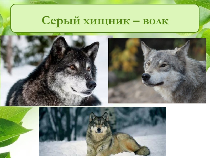 Волк презентация. Серый хищник волк. Серый хищник - волк. Презентация. Волк это хищник начальная школа презентация. Рассказ про волка хищника.