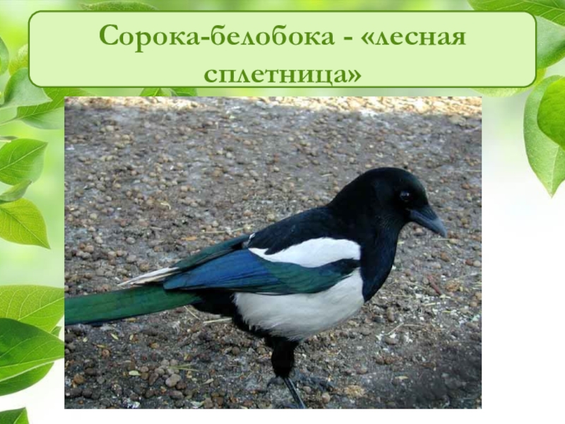 Сорока описание. На что похожа сорока. Сорока-ворона. Сорочья сойка. Сорока рисунок для детей.