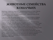 Презентация Семейство кошачьих для подготовительной группы