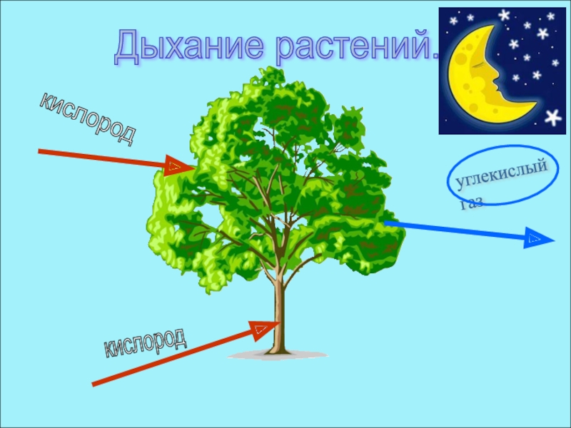 Чем дышат растения. Питание растений 2 класс. Питание растений 2 класс ПНШ. Питание растений 2 класс ПНШ презентация. Схема питания растений 3.