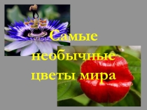 Презентация по технологии на тему Необычные цветы мира