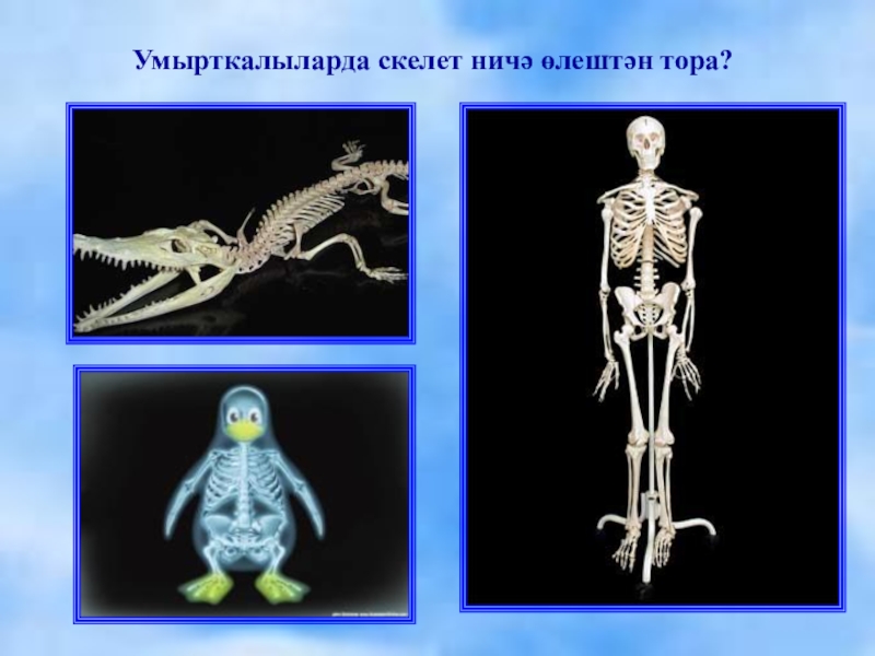 Прочный внутренний скелет. Скелет позвоночных. Скелет позвоночных животных. Строение скелета позвоночных животных. Типы скелетов у животных.