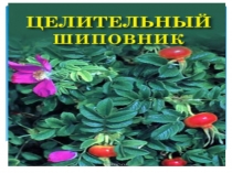 Презентация образовательного события по познавательному развитию детей Целительный шиповник в средней группе