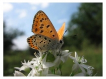 Презентация по технологии на тему Коллаж