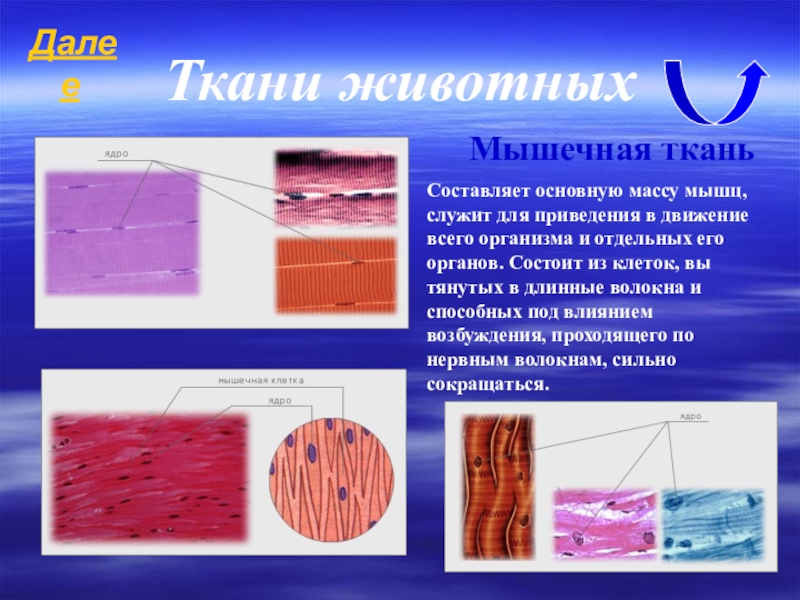 Мышечная ткань человека характеристика. Мышечная ткань животных. Строение мышечной ткани. Строение мышечной ткани животного. Ткани животных мышечная ткань строение.