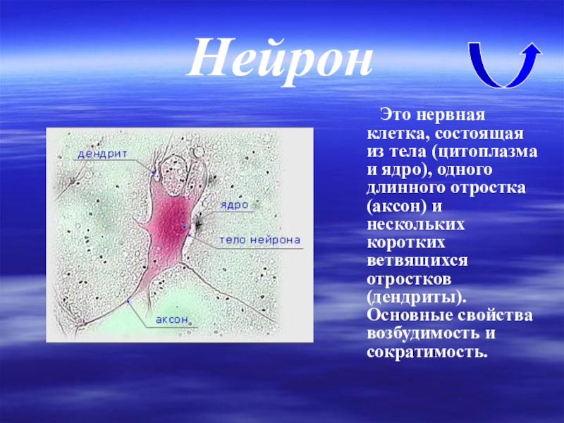 Клетки имеют отростки могут иметь. Цитоплазма нейрона. Цитоплазма нервной клетки. Ядрышко в нервной клетке. Ядро нервной клетки.