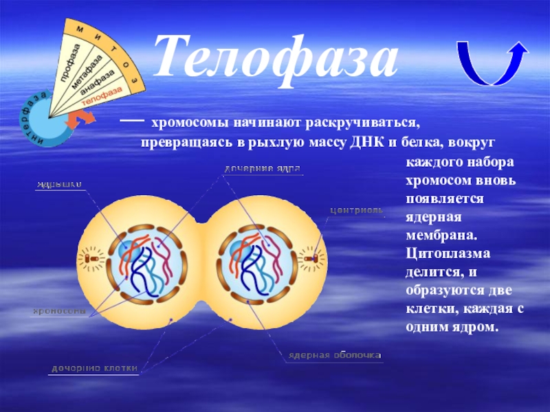 В телофазе митоза хромосомы. Телофаза дочерние хромосомы. Телофаза 2 хромосомный набор. Телофаза митоза набор хромосом. Телофаза 2 хромосомы набор.