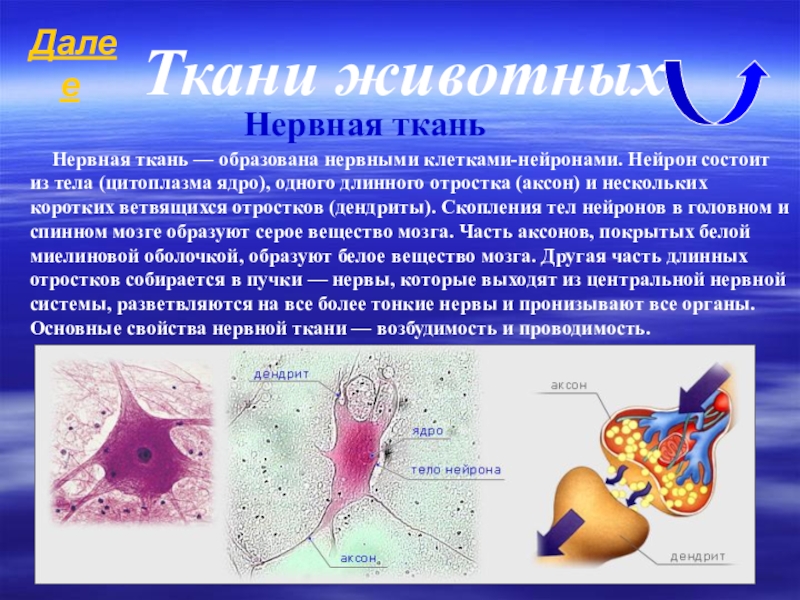 Нервная ткань состоит из собственно нервных клеток. Нервная ткань. Нервная ткань животных. Характеристика нервной ткани. Свойства нервной ткани животных.