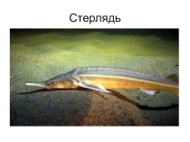 Презентация  Животный мир Чувашии