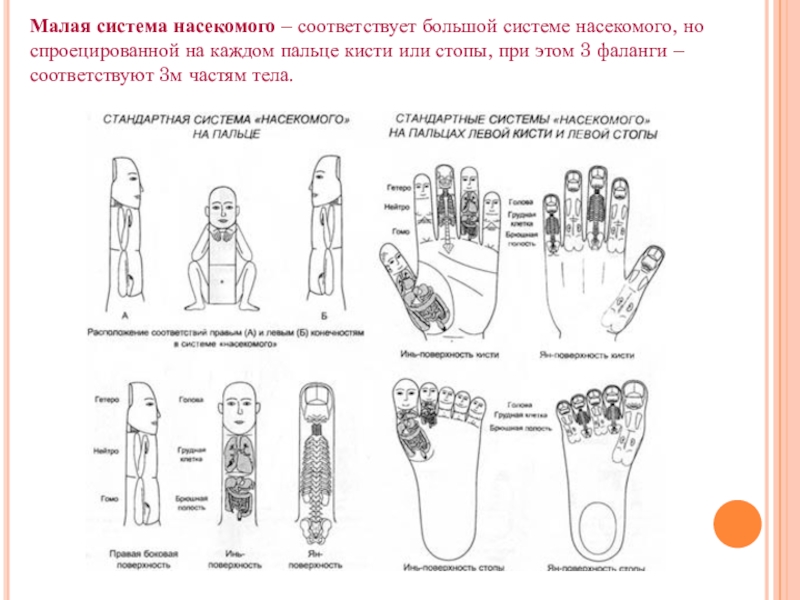 Су джок ухо схема точек