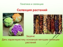 Презентация по биологии на тему Селекция растений (9 класс)